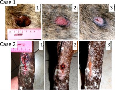 Oncolytic Sendai Virus Therapy of Canine Mast Cell Tumors (A Pilot Study)